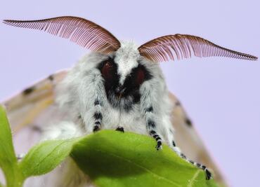 Polillas gitanas asiáticas, la nueva amenaza que invade Washington
