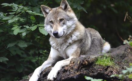 Escapa manada de lobos en horario de apertura de un zoológico