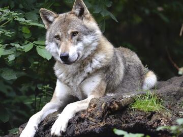 Escapa manada de lobos en horario de apertura de un zoológico