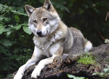 Escapa manada de lobos en horario de apertura de un zoológico