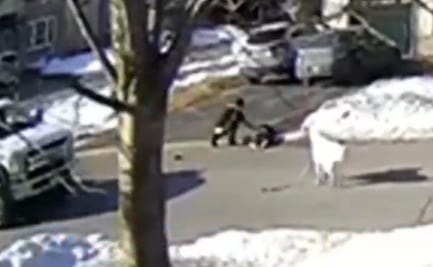 Perro 'detiene' tránsito en Canadá para salvar a su dueña de convulsión