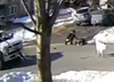 Perro 'detiene' tránsito en Canadá para salvar a su dueña de convulsión