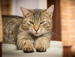¿Cómo entender el comportamiento de tu gato?