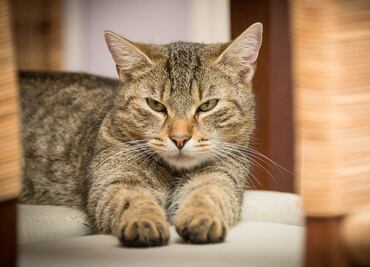 ¿Cómo entender el comportamiento de tu gato?