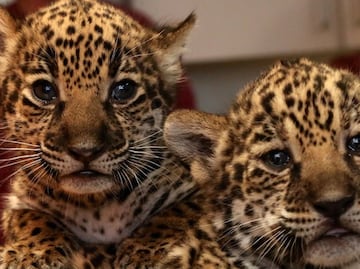 Nacen dos crías de jaguar en el Zoológico de Memphis