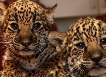 Nacen dos crías de jaguar en el Zoológico de Memphis