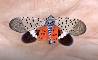 Condados de Nueva Jersey en cuarentena por ‘insecto invasivo’