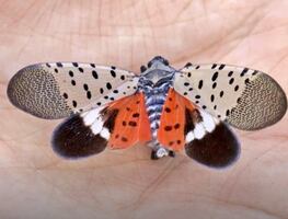 Condados de Nueva Jersey en cuarentena por ‘insecto invasivo’