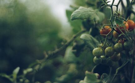 EU suspende importación de tomates mexicanos; alega abuso laboral