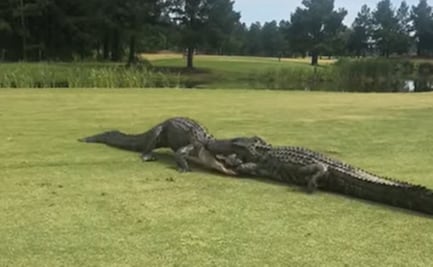 Captan a cocodrilos peleando en campo de golf en Carolina del Sur 