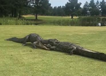 Captan a cocodrilos peleando en campo de golf en Carolina del Sur