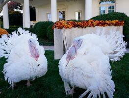 El verdadero origen del Día de Acción de Gracias (Thanksgiving)