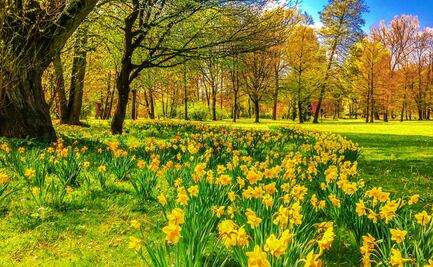 El poblado de NY que se vuelve atracción por sus bellos paisajes de narcisos