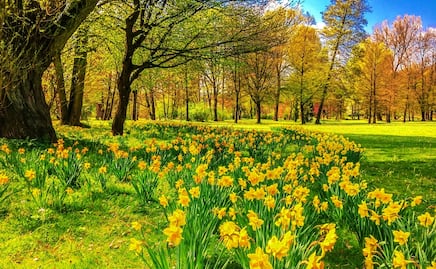 El poblado de NY que se vuelve atracción por sus bellos paisajes de narcisos