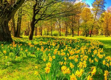 El poblado de NY que se vuelve atracción por sus bellos paisajes de narcisos