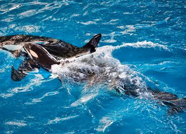 Los parques del grupo SeaWorld que ya están abiertos