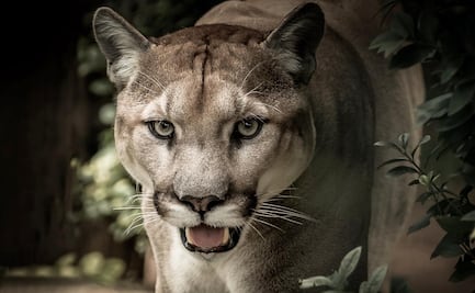 Alerta en San Francisco por un puma que pasea por sus calles