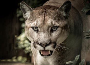Alerta en San Francisco por un puma que pasea por sus calles