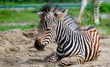 Animal Kingdom muestra imágenes de sus animales bebés
