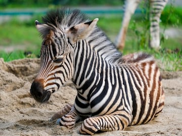 Animal Kingdom muestra imágenes de sus animales bebés