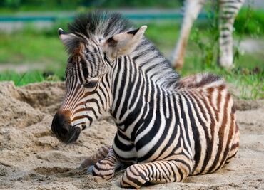 Animal Kingdom muestra imágenes de sus animales bebés