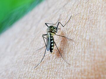 Alertan por mosquito que transmite virus mortal en Florida