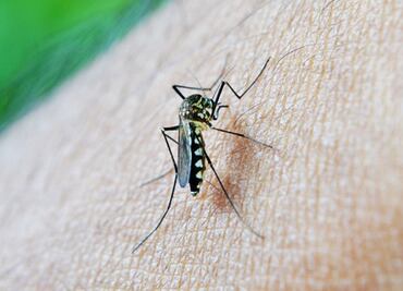 Alertan por mosquito que transmite virus mortal en Florida