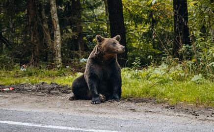 Policía mata a oso pardo que atacó a niño en Nueva York
