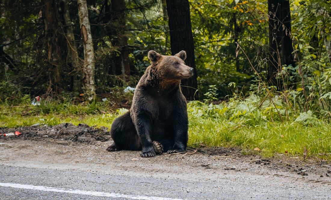 Policía mata a oso pardo por atacar a niño en Nueva York. Foto: iSTOCK/Wirestock