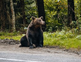Policía mata a oso pardo que atacó a niño en Nueva York