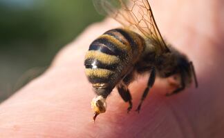 En México mueren más por picadura de abeja que por serpiente: UNAM revela cifras y alerta médica  
