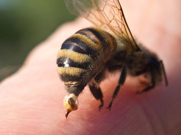 En México mueren más por picadura de abeja que por serpiente: UNAM revela cifras y alerta médica