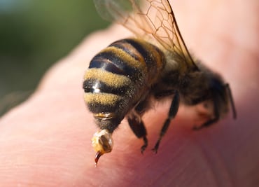 En México mueren más por picadura de abeja que por serpiente: UNAM revela cifras y alerta médica
