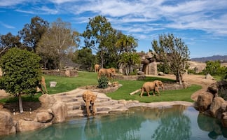 Así es el Valle de los Elefantes que cautiva a visitantes en San Diego Zoo Safari Park