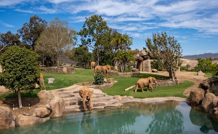 Así es el Valle de los Elefantes que cautiva a visitantes en San Diego Zoo Safari Park