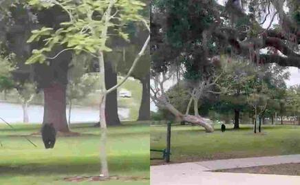 Captan a oso negro corriendo por parque en Orlando, Florida