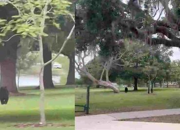 Captan a oso negro corriendo por parque en Orlando, Florida