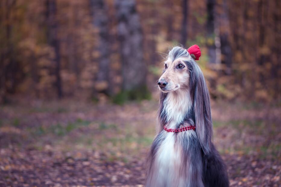 8 mejores razas de perros para personas alérgicas; abrázalos sin miedo a los efectos. Foto: iSTOCK-Mariana Mikhailova