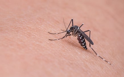 Varios estados de EU alertan por el riesgo del virus del Nilo Occidental