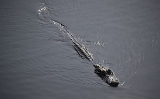 Mujer de 74 años salva a su perro arrojándose sobre un caimán