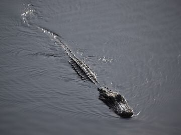 Mujer de 74 años salva a su perro arrojándose sobre un caimán