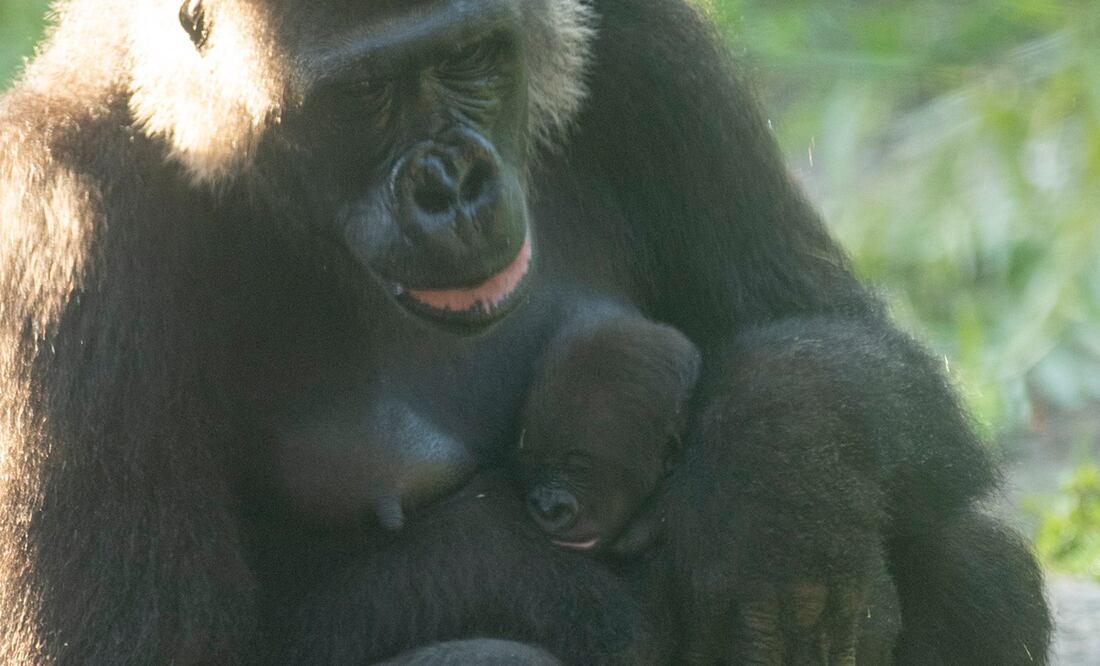Cortesía de Disney World Latino y ADNova