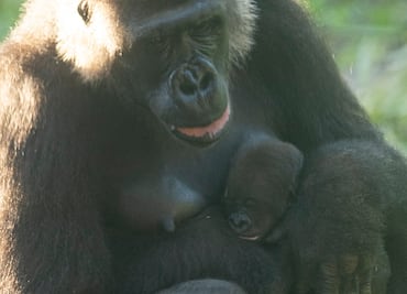 Ada, la nueva gorila bebé en Disney's Animal Kingdom