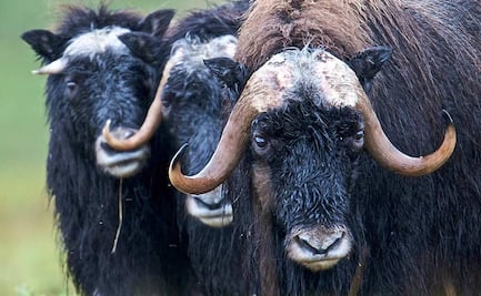 Buey ataca y mata a policía afuera de su casa en Alaska