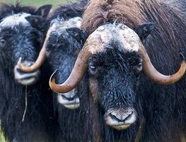 Buey ataca y mata a policía afuera de su casa en Alaska