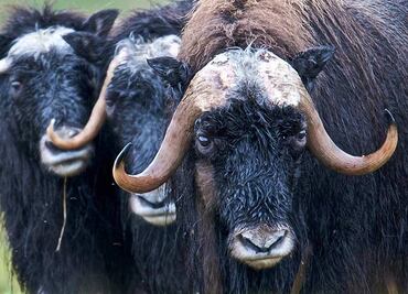 Buey ataca y mata a policía afuera de su casa en Alaska