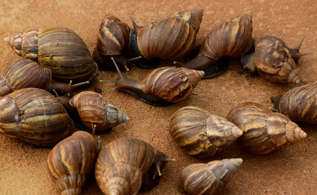 Plaga de caracoles gigantes africanos invaden Florida. Foto: iStock / mariloutrias