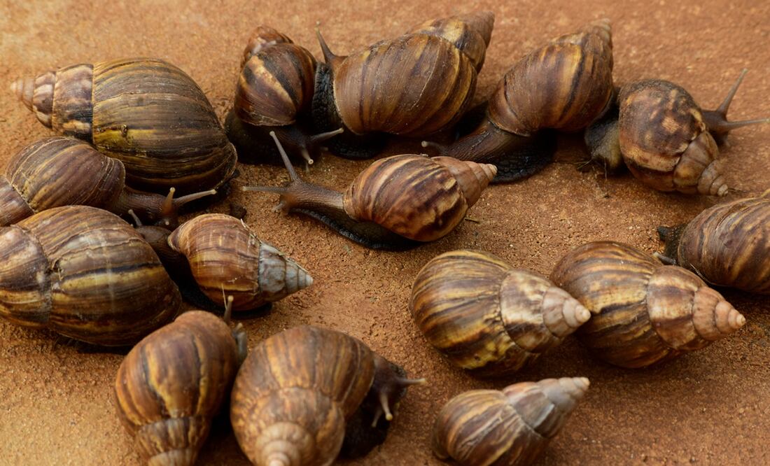 Plaga de caracoles gigantes africanos invaden Florida. Foto: iStock / mariloutrias
