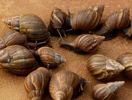 ¡Alerta en Florida! Caracoles gigantes africanos invaden condado; imponen cuarentena