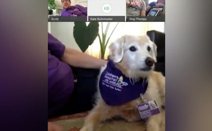 Perros de terapia hacen visitas virtuales a pacientes en hospital de California